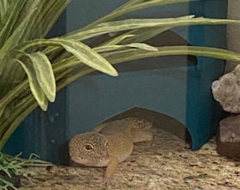 Stroodies Geckominium : des appartements en copropriété pour les geckos