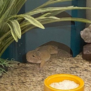 Stroodies Geckominium: Condominiums for Geckos