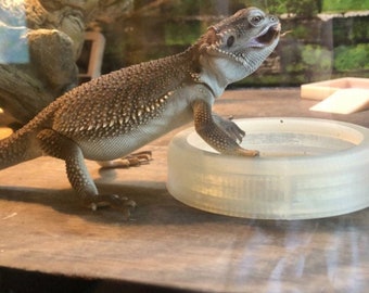 Stroodies CLEARANCE "SHORTIES" Large BugResistant Bowl for Leos and Beardies