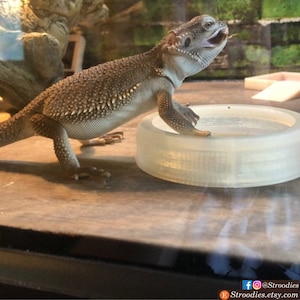 Stroodies CLEARANCE &quot;SHORTIES&quot; Large BugResistant Bowl for Leos and Beardies