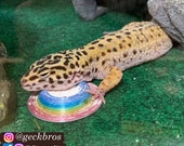 Stroodies Calcium Dish for Leopard Geckos