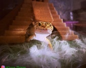 Stroodies Leopard Gecko Monument Hide Step Pyramid of Kukulkan, Chichen Itza