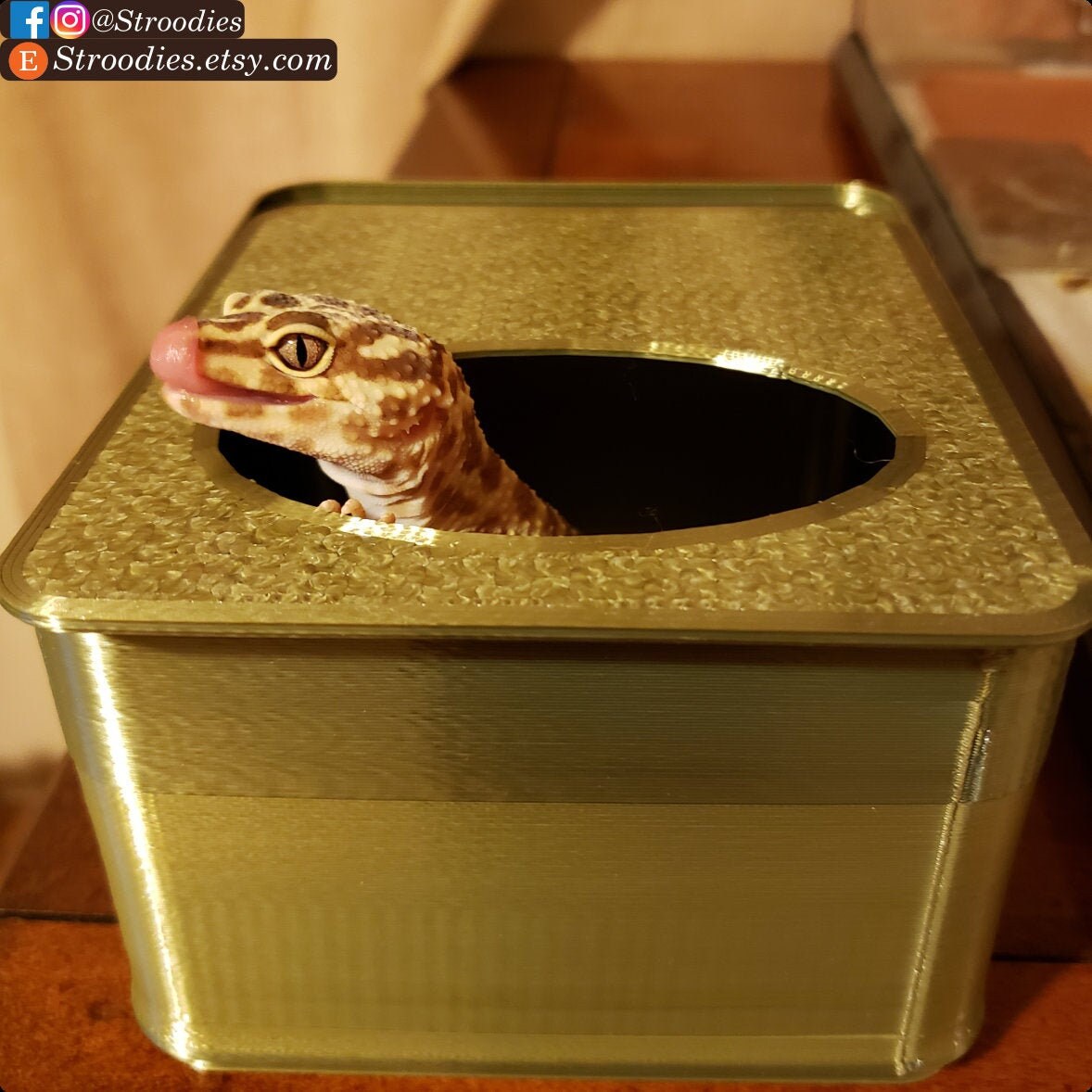 How to Catch a Lizard in the House Using a Box - Dengarden