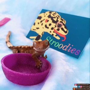 Stroodies 0.5oz Crested Gecko Bowl
