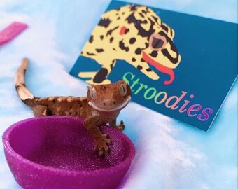 Stroodies 0.5oz Crested Gecko Bowl