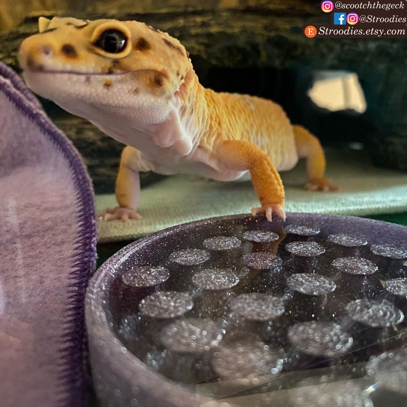 Stroodies Big Water Dish for Leopard Geckos Etsy