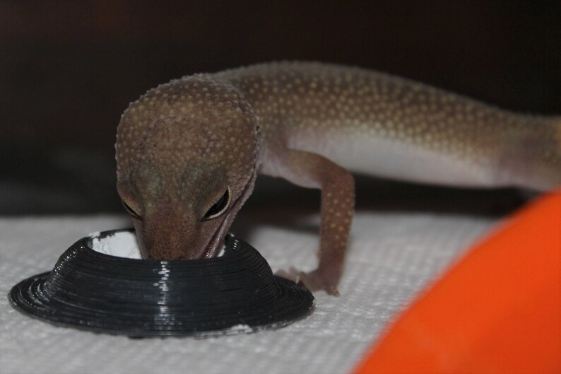 Stroodies ThreePack Premium Leopard Gecko Calcium Dish Etsy