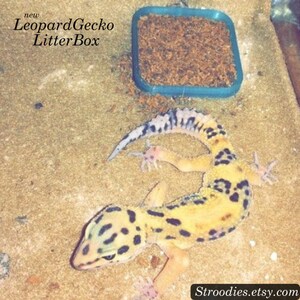 May include: A yellow and black leopard gecko lizard on a brown sand-like surface. The gecko is curled up in a relaxed position. A blue plastic container with brown bedding is in the background. The text "new Leopard Gecko LitterBox" is in the top left corner of the image.