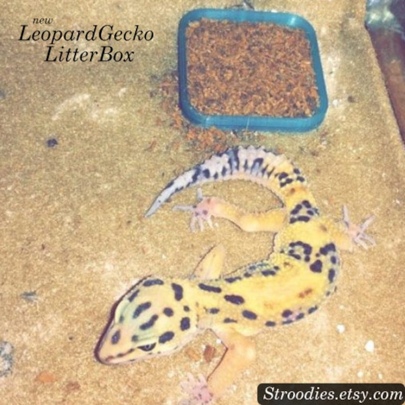 May include: A yellow and black leopard gecko lizard on a brown sand-like surface. The gecko is curled up in a relaxed position. A blue plastic container with brown bedding is in the background. The text "new Leopard Gecko LitterBox" is in the top left corner of the image.