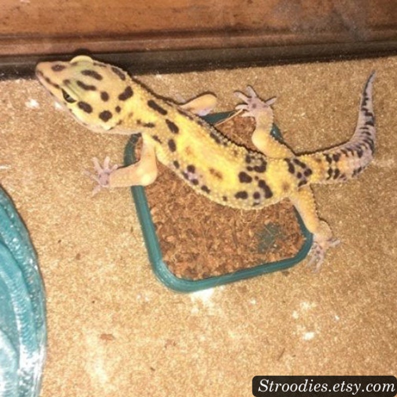 May include: A yellow and black leopard gecko lizard on a green and brown reptile hide.