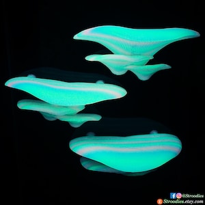 Peut inclure: Quatre sculptures de champignons en résine bleu et blanc irisé sur un fond noir. Les champignons sont disposés en quinconce, le plus grand en haut et le plus petit en bas.