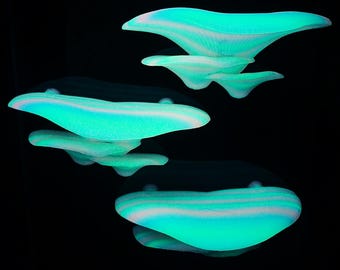 Op de afbeelding: Vier iriserende blauwe en witte gloeiende hars-schimmelsculpturen op een zwarte achtergrond. De schimmels zijn in een verspringende formatie gerangschikt, met de grootste schimmel bovenaan en de kleinste schimmel onderaan.