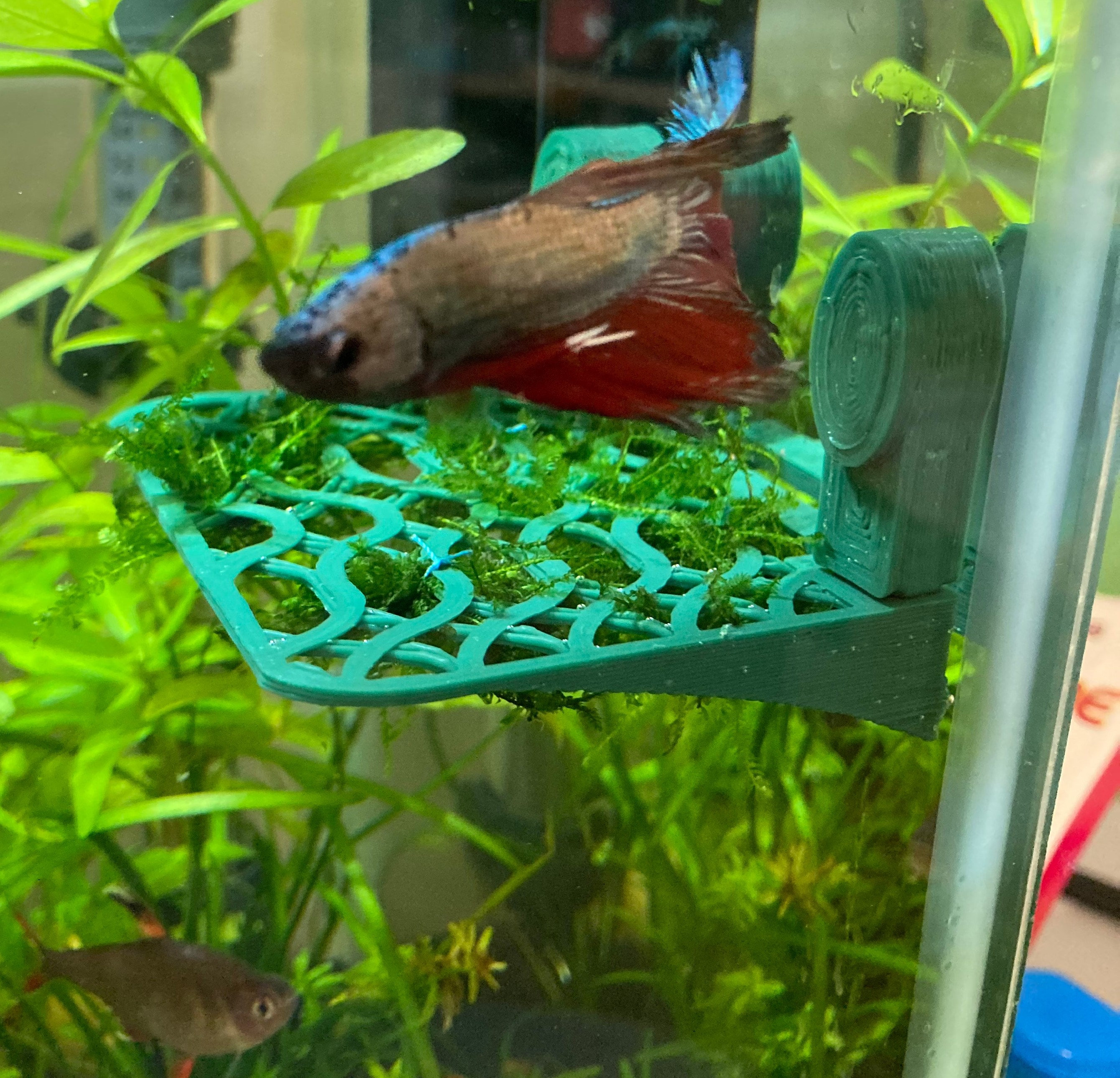 How To Remove Stubborn Algae From Fish Tank Glass Sergio's Blog