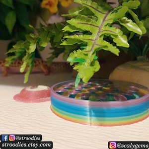 Stroodies Big Water Dish for Leopard Geckos