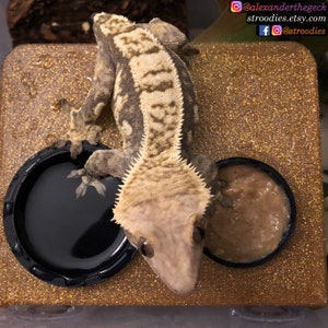 Stroodies 2-Slot Premium Ledge for Crested Geckos (Includes Suction Cups)