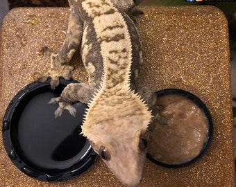 Stroodies 2-Slot Premium Ledge für Crested Geckos (Inklusive Saugnäpfe)