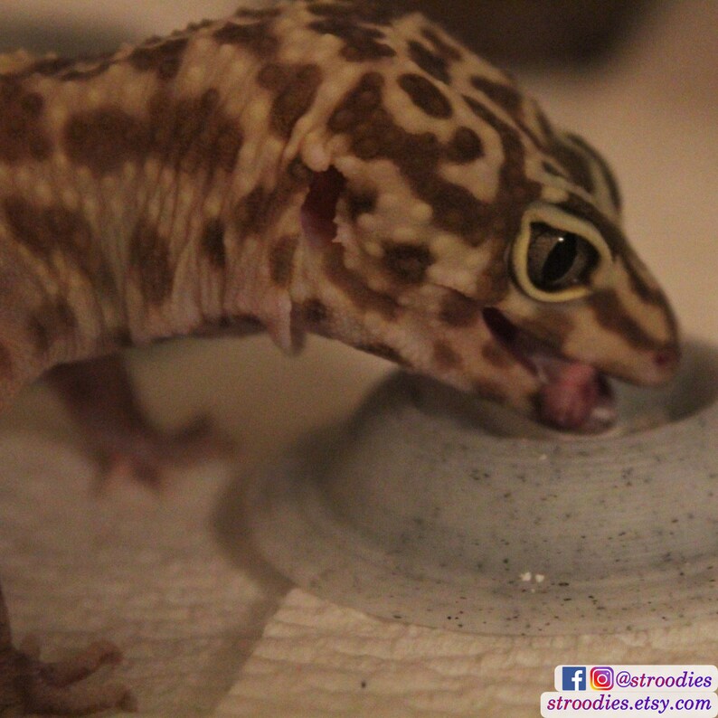 Stroodies ThreePack Premium Leopard Gecko Calcium Dish Etsy