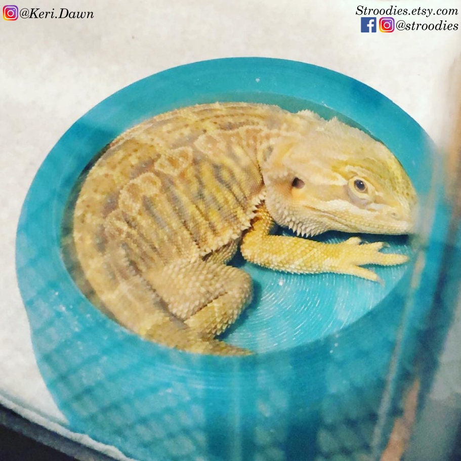 stroodies Bugresistant Bowls For Leos & Beardies | All Sizes New Improved Version