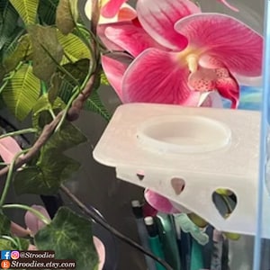 Stroodies 1-Slot Feeding Ledge for Crested Geckos (Includes Suction Cups)