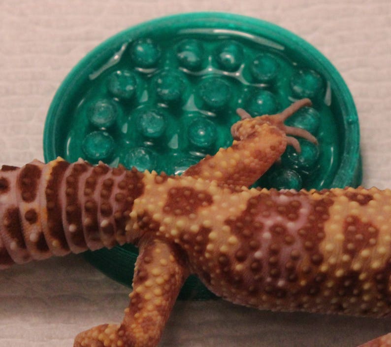 Stroodies Premium Water Dish for Leopard Geckos or Crickets Etsy