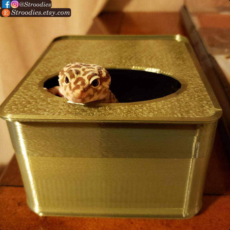 Stroodies Dig Box