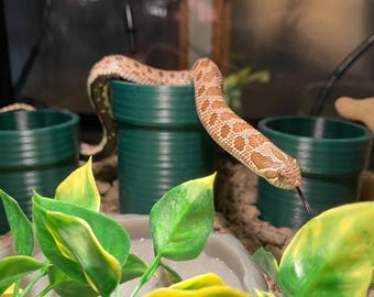 Stroodies Pfeife Hide