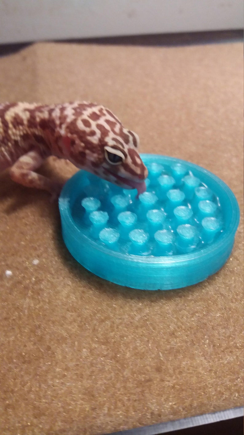 Stroodies Premium Water Dish for Leopard Geckos or Crickets Etsy
