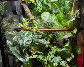 Stroodies HEAVY-DUTY Branch and Bamboo Holders