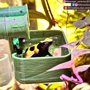 May include: A vibrant image showcases a yellow and black poison dart frog inside a green, 3D-printed terrarium. The frog is the focal point, with its striking colors contrasting against the green enclosure. The image also includes the text "@savage_sammy23", "f @Stroodies", and "Stroodies.etsy.com".