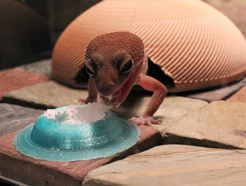 Puede incluir: Un lagarto gecko marr&oacute;n y blanco comiendo polvo blanco de un plato de pl&aacute;stico azul. El lagarto est&aacute; sobre una superficie marr&oacute;n y gris texturizada.