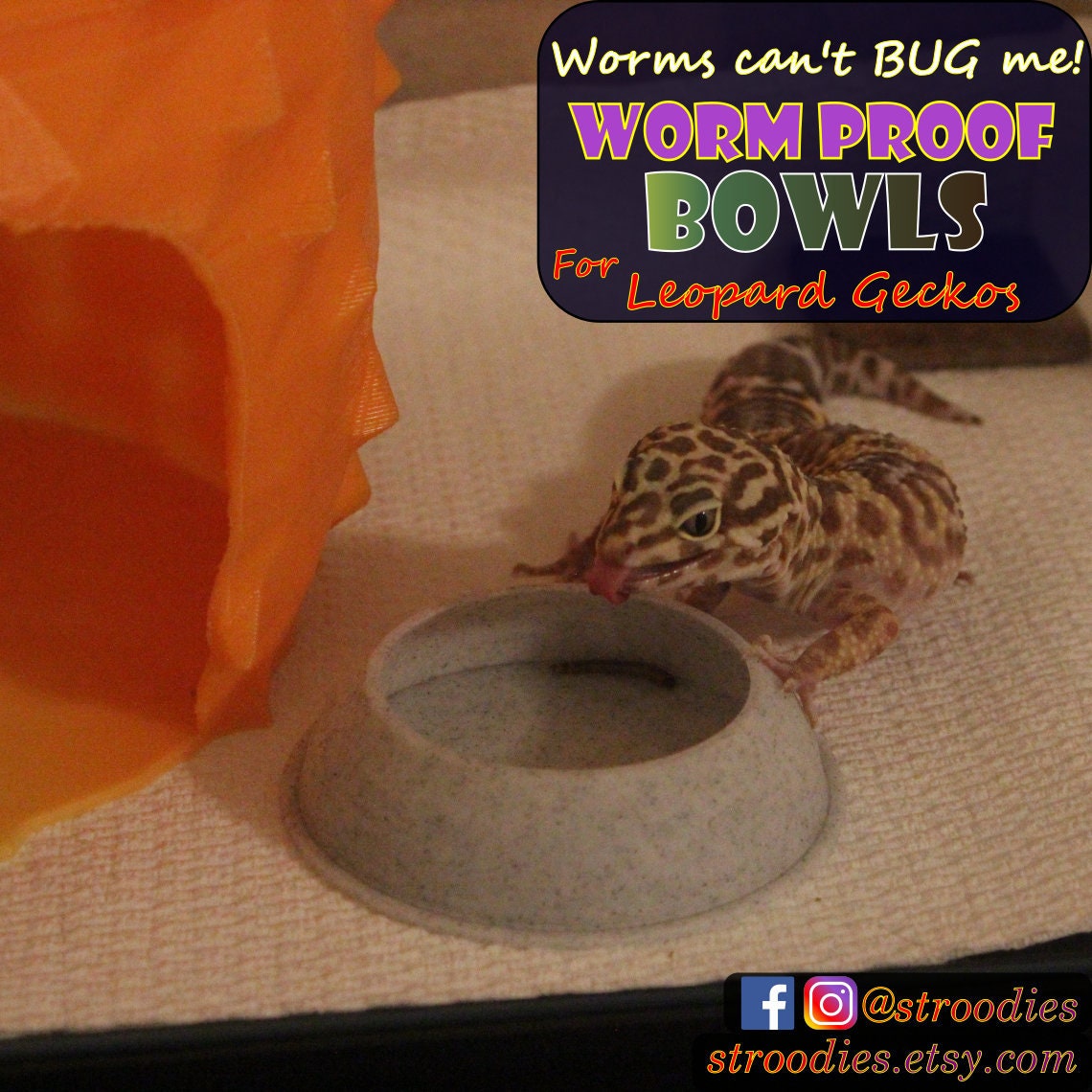 Stroodies WormProof Bowls for Geckos | All Sizes