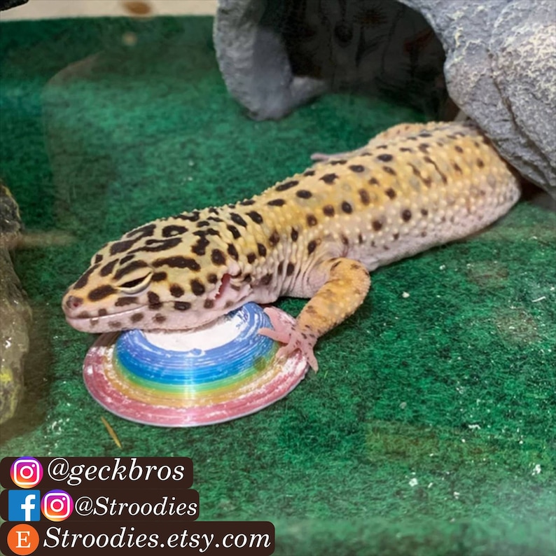 Puede incluir: Un lagarto gecko leopardo descansando sobre un juguete giratorio de pl&aacute;stico de colores arco&iacute;ris. El juguete est&aacute; sobre una superficie de hierba artificial verde. La imagen incluye el texto: @geckbros, @Strooodies, Strooodies.etsy.com