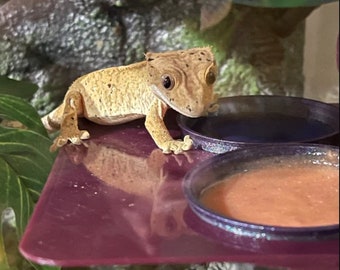 Stroodies MegaMagLedge for Crested Geckos (Magnetic Premium Ledge)