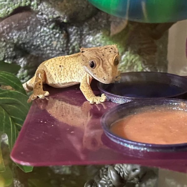 Stroodies MegaMagLedge voor kuifgekko's (Magnetic Premium Ledge)