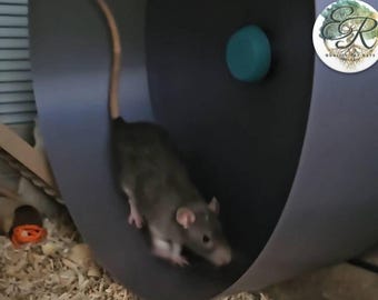 Stroodies 14" SMOOTH Hanging Hamster Wheel (v12.8)