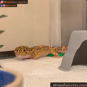 Stroodies Katzenklo für Geckos