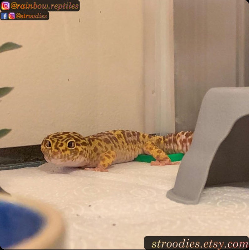 May include: A yellow and brown leopard gecko lizard with black spots is sitting on a white paper towel in a terrarium. The gecko is looking at the camera. The terrarium has a green hide and a gray hide.