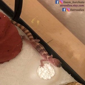Puede incluir: Un peque&ntilde;o gecko leopardo rosa y blanco est&aacute; en un terrario con una roca roja y un taz&oacute;n blanco de polvo de calcio.