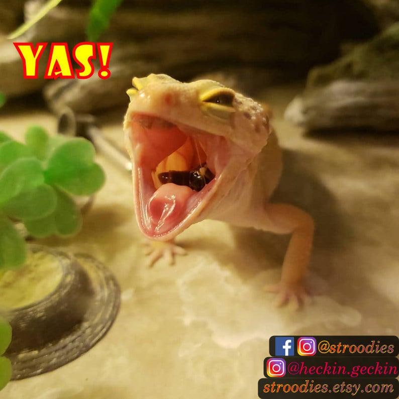 Puede incluir: Primer plano de un gecko leopardo con la boca abierta, mostrando su lengua rosa y un insecto marr&oacute;n oscuro en su boca. El gecko es de color marr&oacute;n claro con marcas amarillas y est&aacute; sobre una superficie marr&oacute;n claro. El texto "YAS!" est&aacute; en la esquina superior izquierda de la imagen.