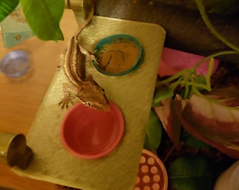 Stroodies Magledge Magnetic Gecko Ledge, 2-Slot Reptile Food Feeder