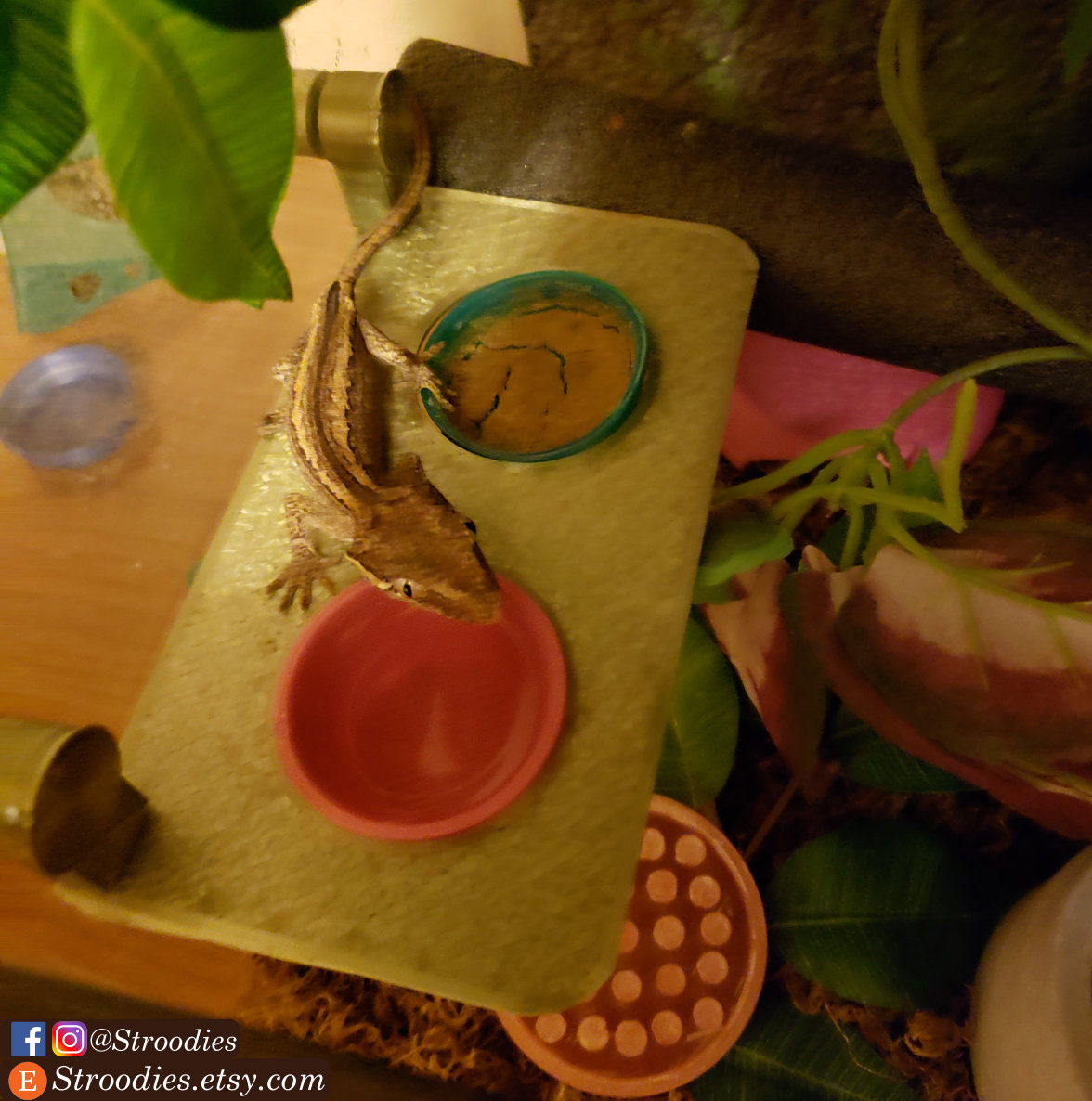 Stroodies 2-Slot MagLedge for Crested Geckos (Magnetic Food Ledge for Geckos and Other Reptiles)