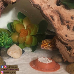 Puede incluir: Primer plano de un gecko leopardo en un terrario con una planta suculenta verde, una peque&ntilde;a piedra blanca y un plato de cer&aacute;mica marr&oacute;n con polvo blanco. El gecko est&aacute; parcialmente oculto detr&aacute;s de un trozo de madera flotante. El texto "@stroodies" es visible en la esquina inferior izquierda de la imagen.