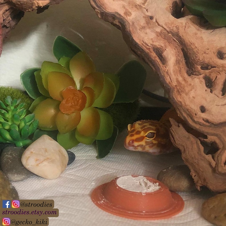 Puede incluir: Primer plano de un gecko leopardo en un terrario con una planta suculenta verde, una peque&ntilde;a piedra blanca y un plato de cer&aacute;mica marr&oacute;n con polvo blanco. El gecko est&aacute; parcialmente oculto detr&aacute;s de un trozo de madera flotante. El texto "@stroodies" es visible en la esquina inferior izquierda de la imagen.