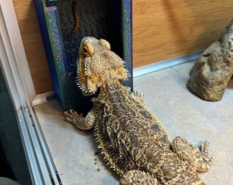 Stroodies Prototype Wall Feeder for Beardies, Chameleons, and other Friends