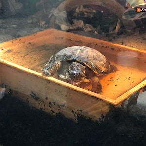 Stroodies Prototype Small Tub with Ramp for Turtles, Crabs, and Other Buddies