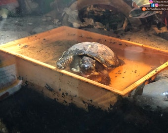 Stroodies Small Tub with Ramp for Turtles, Crabs, and Other Buddies