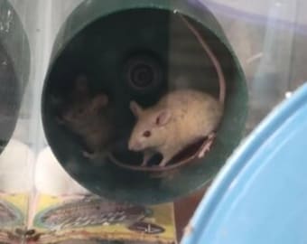 Stroodies 5" Magnetic Hanging Hamster Wheel (v10.2)