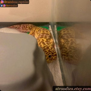 May include: A yellow and brown leopard gecko is looking at the camera. The gecko is in a glass tank and its reflection is visible in the glass.