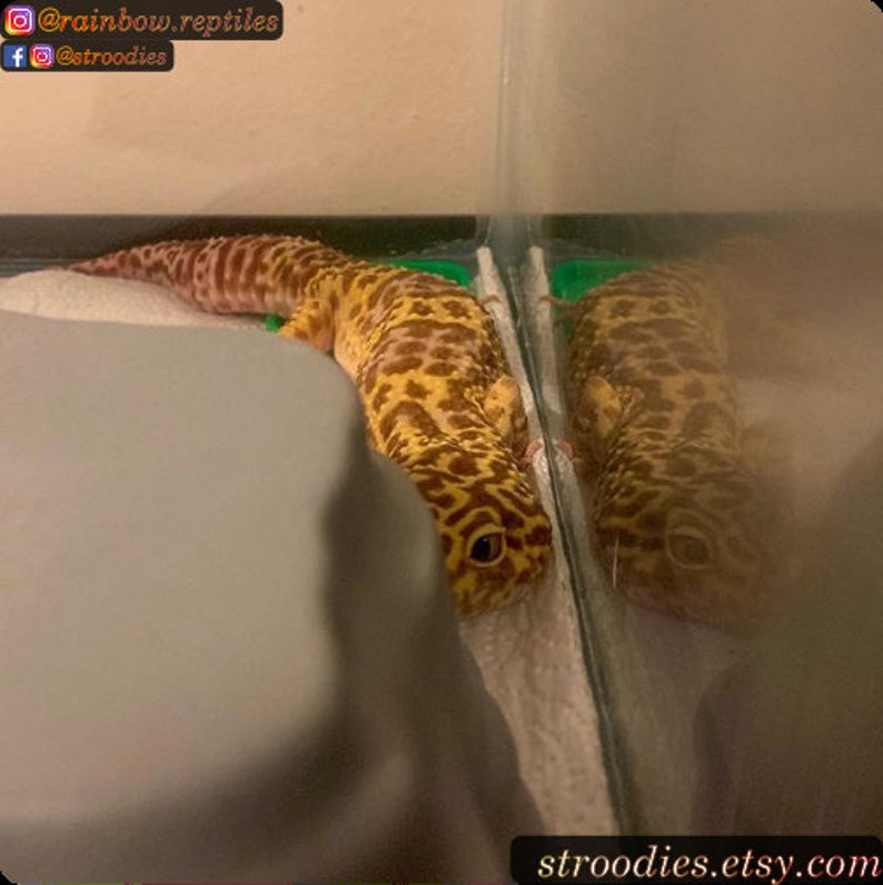 May include: A yellow and brown leopard gecko is looking at the camera. The gecko is in a glass tank and its reflection is visible in the glass.