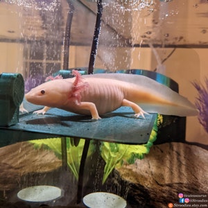 May include: A pale pink axolotl with feathery external gills resting on a dark green, flat, rectangular platform inside an aquarium. The platform is supported by vertical posts, and air bubbles rise in the water. Text at the bottom reads Stroodies.etsy.com.